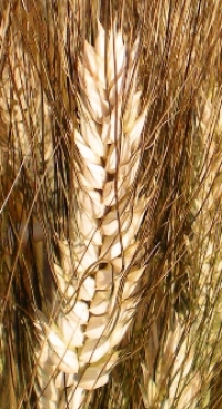 Durum wheat OPERA