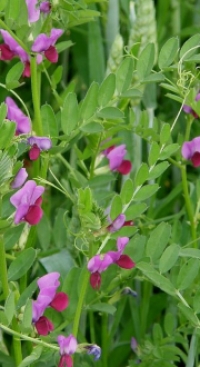 Vetch EREICA