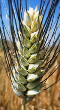 Durum wheat ORIZZONTE