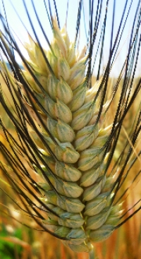 Durum wheat ISOLA